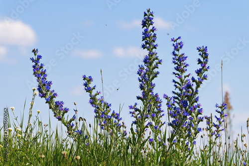 Gewöhnlicher Natternkopf (Echium vulgare)