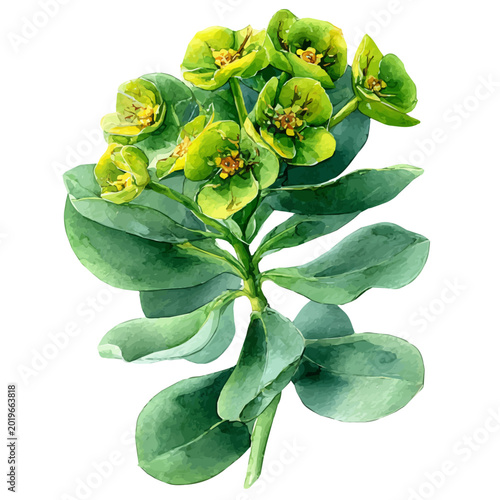 Bild auf Leinwand watercolor vector of Euphorbia, isolated on a white background.