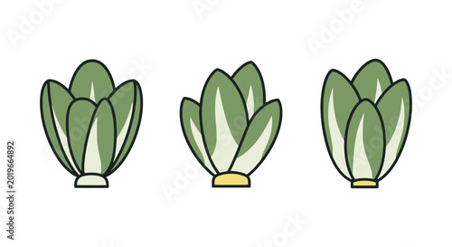 Endive Line art vector set modern color pattern