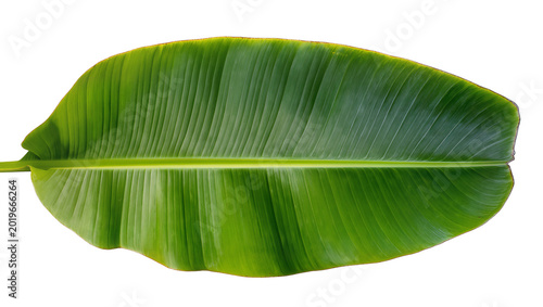 Obraz na plátne Large vibrant green banana leaf with prominent veins, isolated on transparent ba