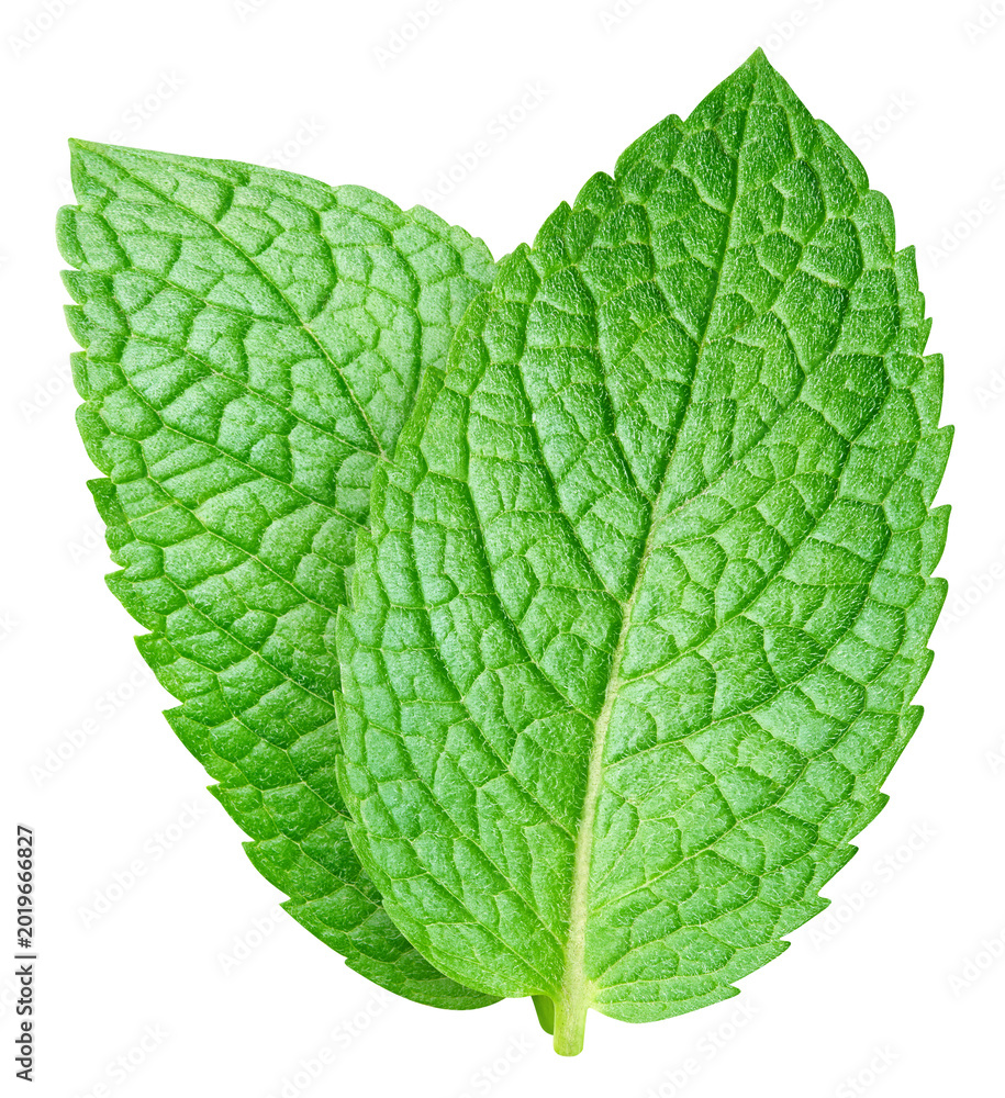 Obraz premium Fresh mint leaf isolated on transparent. Mint leaf is isolated with a PNG