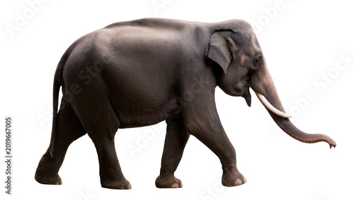 Tableau sur toile Large Asian elephant with tusks walking, isolated on transparent background