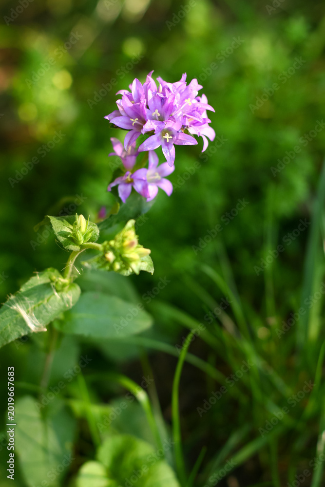 Obraz premium Vibrant Purple Wildflower Blooming in Sunlit Greenery - Nature's Spring Beauty Captured in Detail