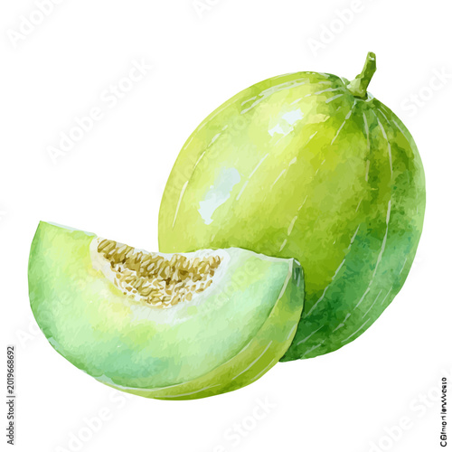 Εκτύπωση καμβά Honeydew, watercolor drawing vector, isolated on a white background