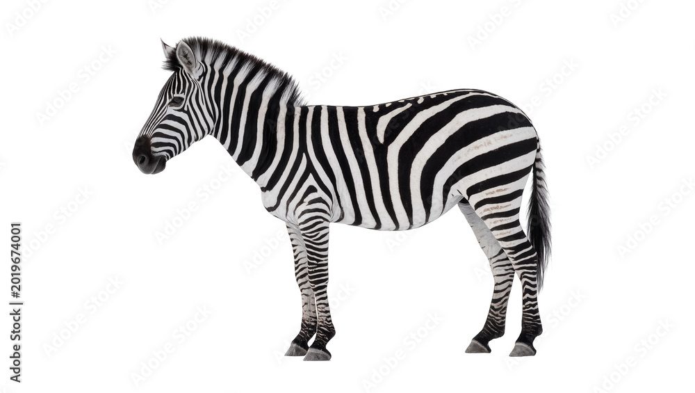 Fototapeta premium Full body zebra with black and white stripes, isolated on transparent background