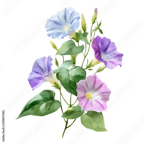 Foto Morning Glory Bouquet, watercolor clipart vector, isolated on a white background