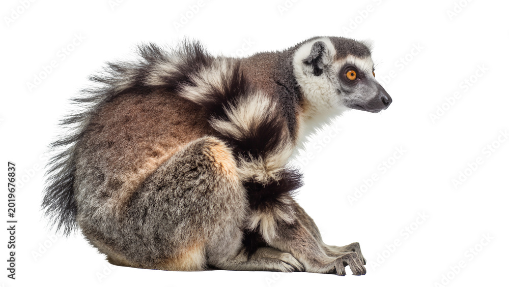 Naklejka premium Ring-tailed lemur with striped tail sitting, isolated on transparent background