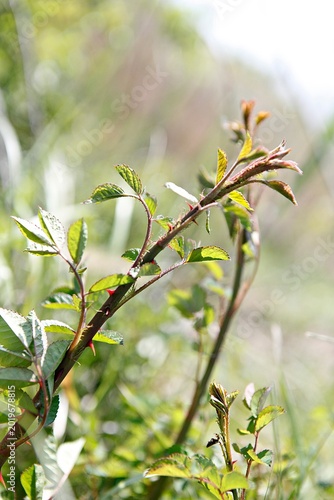 찔레
