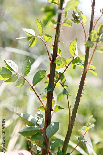 찔레