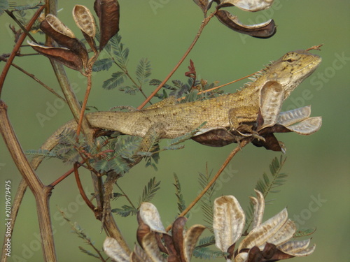 Schilderij op canvas Striking close-up of a Changeable Lizard (Calotes versicolor) resting on a thin branch