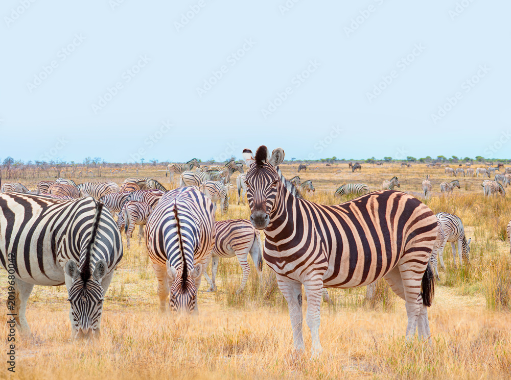 Obraz premium A group of zebras standing among the yellow grass in Etosha National Park in Namibia, in the African savannah, during a safari - Etosha National Park, Namibia