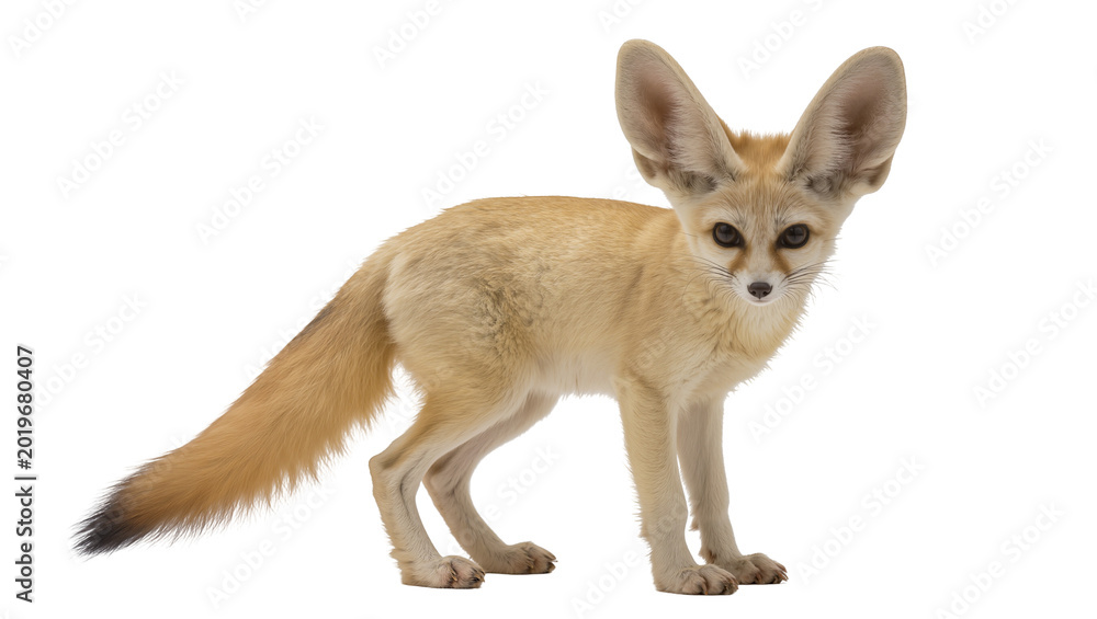 Fototapeta premium Small fennec fox with large ears standing, isolated on transparent background