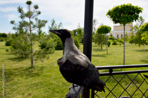 A gray crow perched on an iron railing in a city park gazebo. The bird sits with its wings spread and looks anxiously at the photographer.