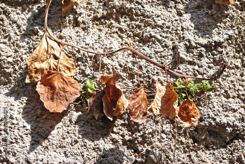 Dead Leaves in Front of Rough Concrete Wall 