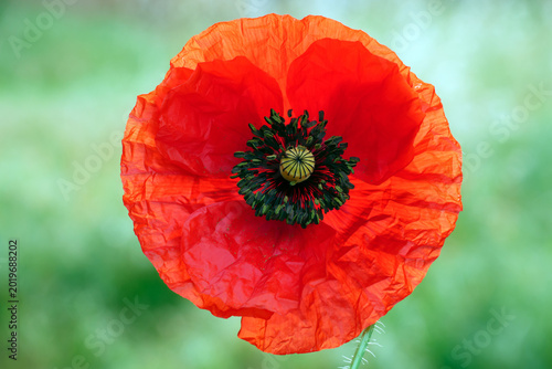 Photos Poppy flower corolla, petals red close-up
