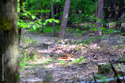 Wald nach Rodungsabeiten