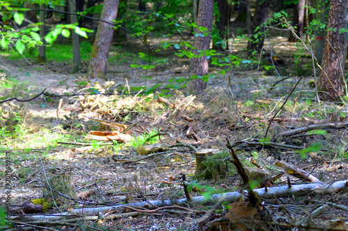 Wald nach Rodungsabeiten