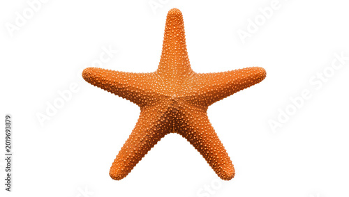 Photography Orange starfish with textured bumpy skin, isolated on transparent background