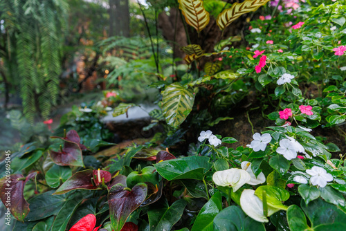 Εκτύπωση καμβά Tropical garden closeup with white and pink blooms and variegated leaves