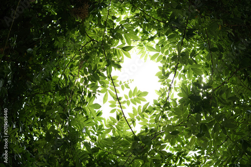 Fotografía Leaf and tree branches filled with vibrant green foliage create a beautiful nature scene beneath bright sunlight