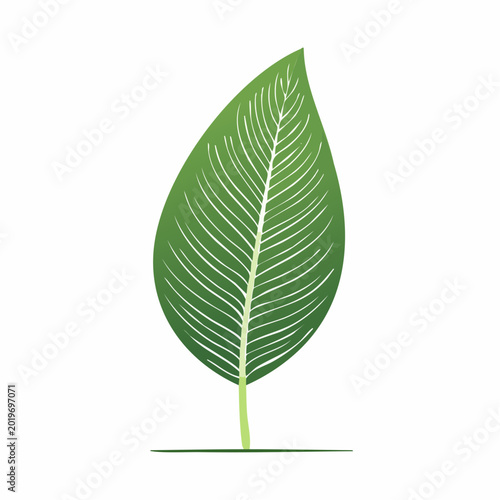 Green Leaf with White Veins Illustration