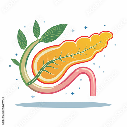 Stylized Pancreas and Duodenum Illustration