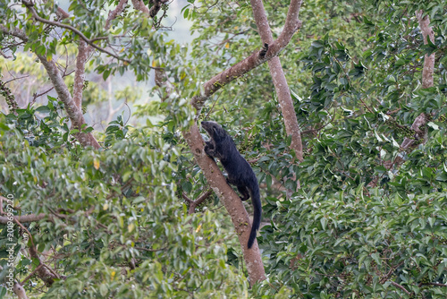 Binturong