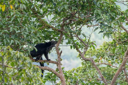 Binturong