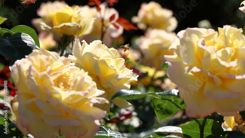 Canvastavla A small honeybee hovering over beautiful yellow roses in a sun-drenched garden