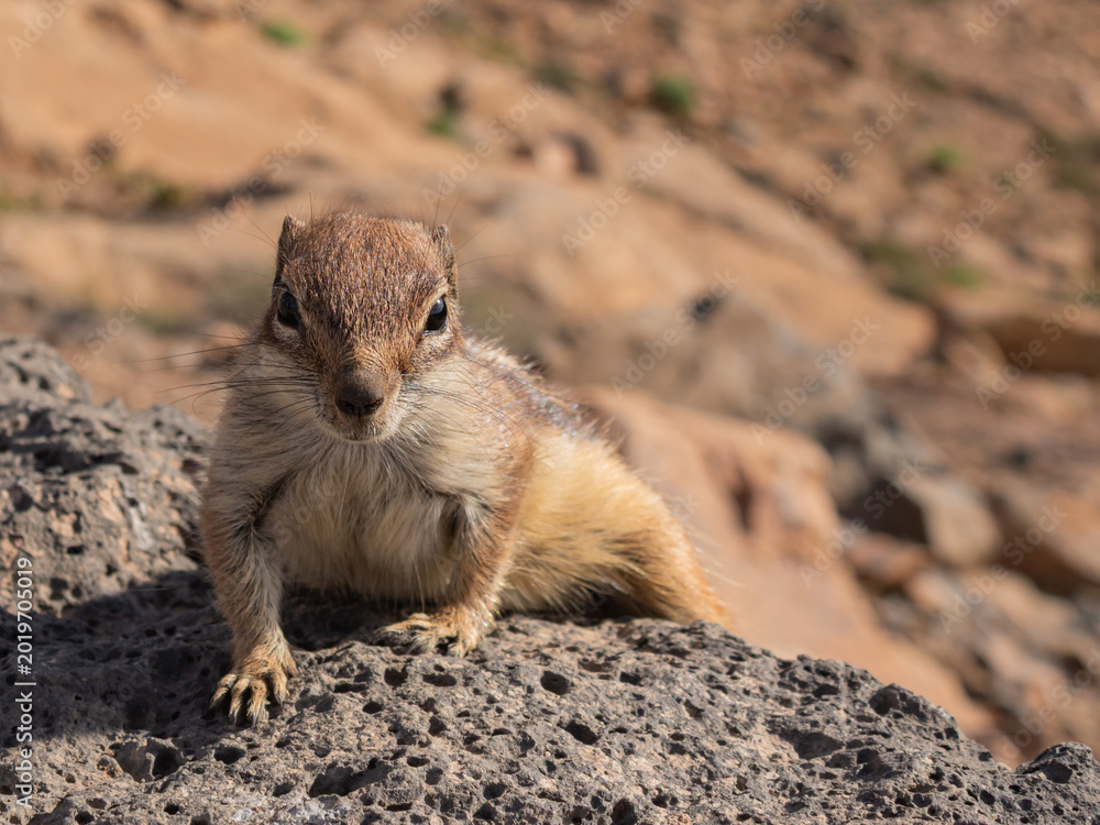 Fototapeta premium Barbary ground squirrel sitting on volcanic rock in Fuerteventura