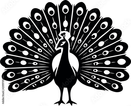 peacock on white background