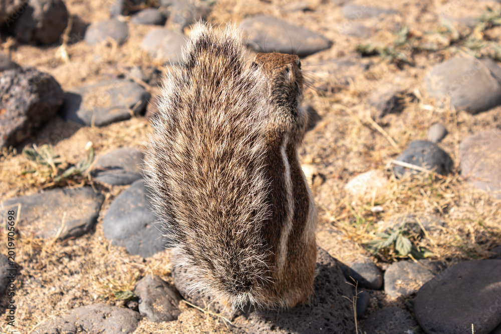 Obraz premium Back view of Barbary ground squirrel sitting on rocky ground in Fuerteventura