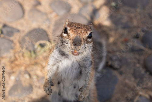 Konstfotografi Close up portrait of curious Barbary ground squirrel (Atlantoxerus getulus) in E