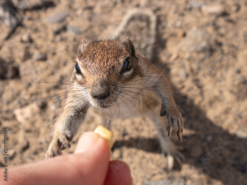 Tableau sur toile Curious Barbary ground squirrel reaching for food in Fuerteventura