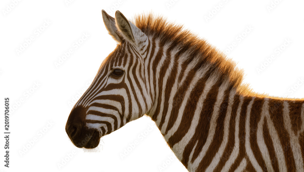 Fototapeta premium Zebra head and neck with brown and white stripes, isolated on transparent background
