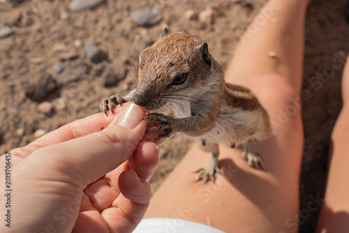 Obraz na plátně Barbary ground squirrel standing on tourist leg while eating from hand on Esquin