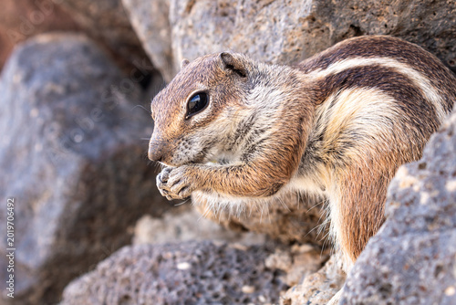Obraz na plátně Barbary ground squirrel among volcanic rocks in Esquinzo, Fuerteventura