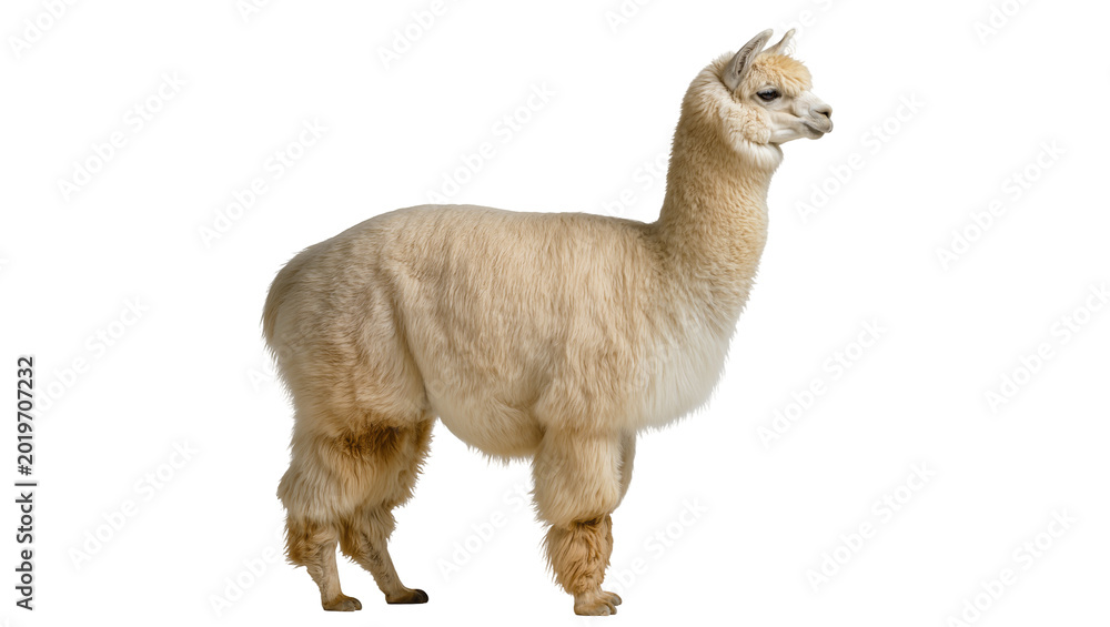 Obraz premium Fluffy beige alpaca standing, isolated on transparent background