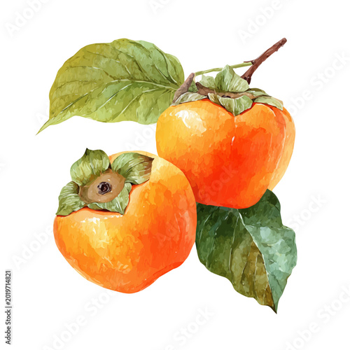 Εκτύπωση καμβά Persimmon, watercolor illustration vector, isolated on a white background