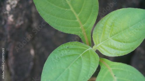 green leaves in the garden