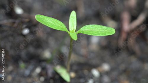 green sprout growing in soil