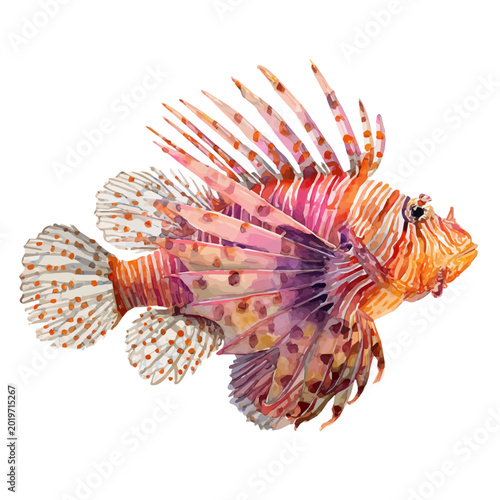 Photos Lionfish, watercolor vector, isolated on a white background.