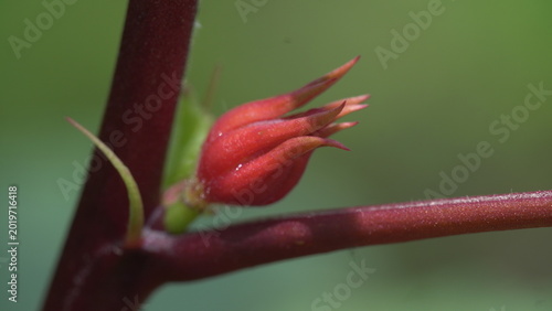 bud of a red rose