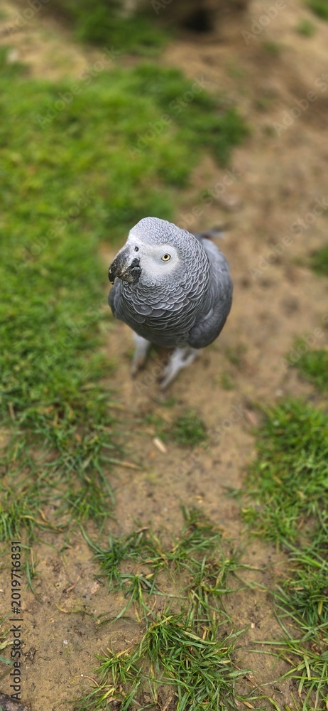 Obraz premium Parrot