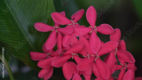pink flower in the garden