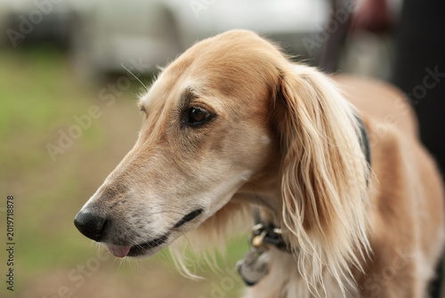 Canvastavla Porträt eines Saluki