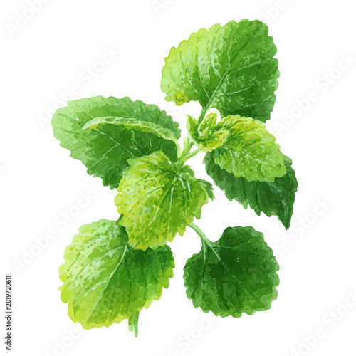 Photography Lemon Balm, watercolor painting vector, isolated on a white background
