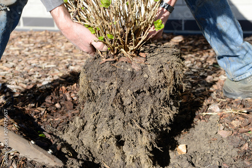 Man transplanting hydrangea plant in garden