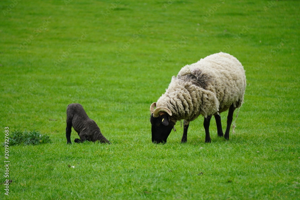 Obraz premium Sheep