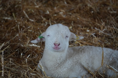Photos Lamb
